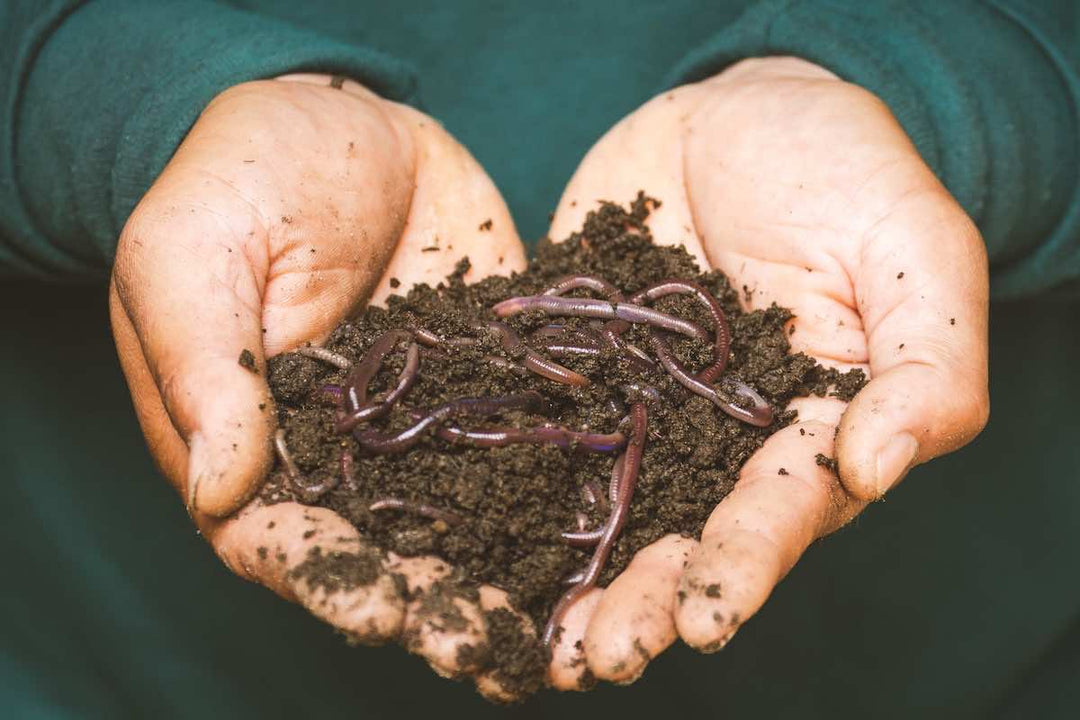 Earthworms in your Soil? Don’t worry about it! - LGC