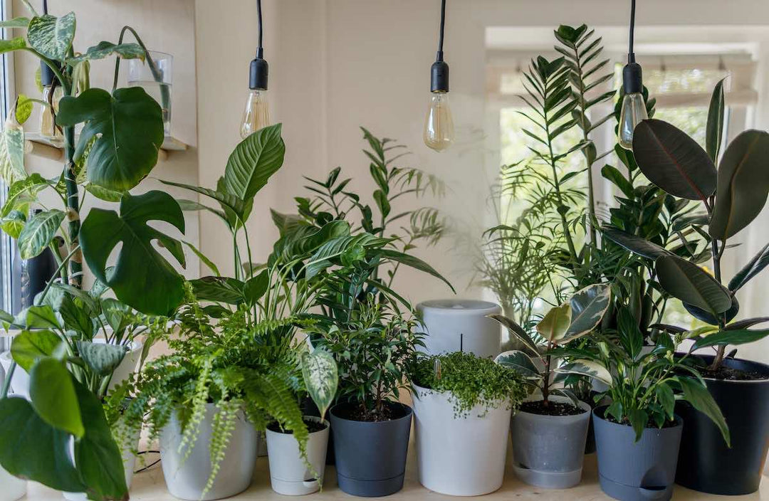 How to Care for Indoor Plants - LGC