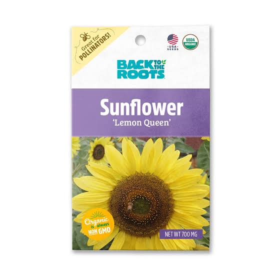 Back To The Root Sunflower 'Lemon Queen' - LGC