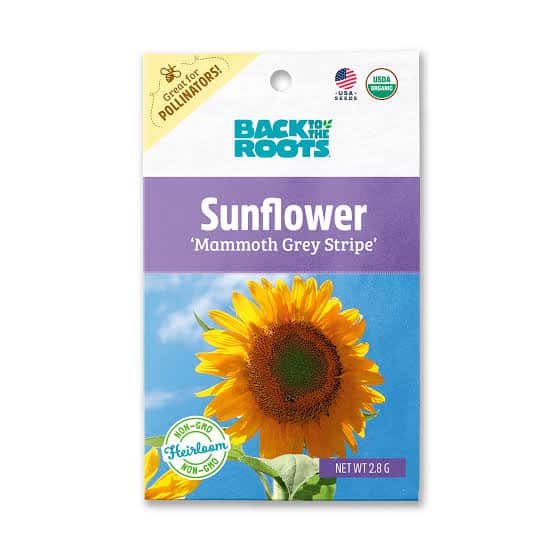 Back To The Root Sunflower 'Mammoth Grey Stripe ' - LGC