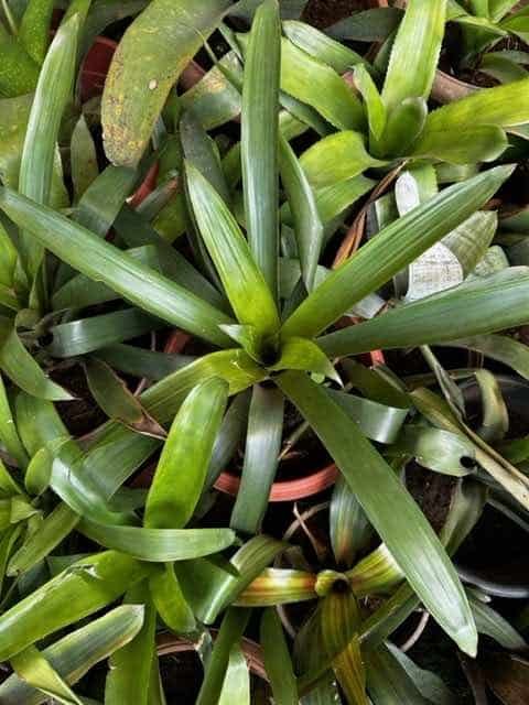Bromeliad - Neoregelia 50cm - LGC