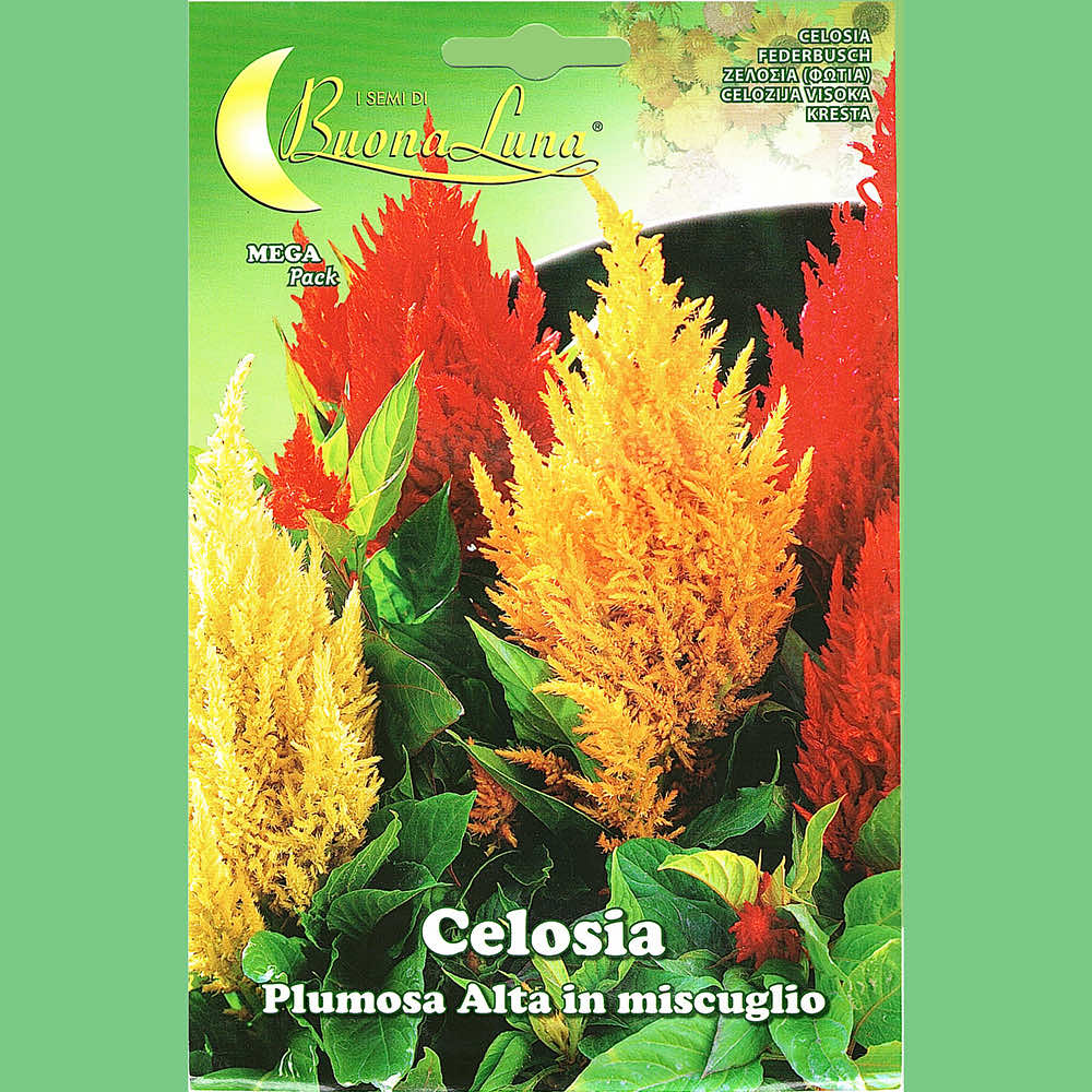 Buona Luna De Celosia Cockscomb Seeds - LGC