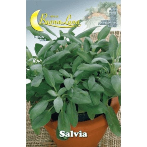 Buona Luna De Salvia Sage Seeds - LGC