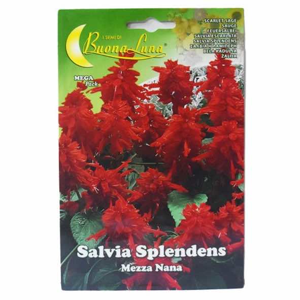 Buona Luna De Salvia Scarlet Sage Seeds - LGC