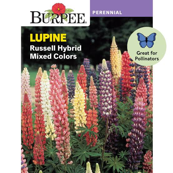 Burpee Lupine Russell Hybrid Mixed Colors - LGC
