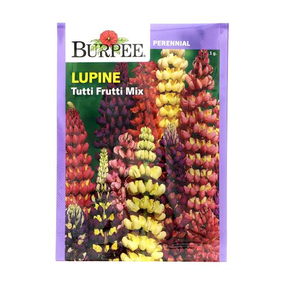 Burpee Lupine 'Tutti Fruiti Mix' - LGC