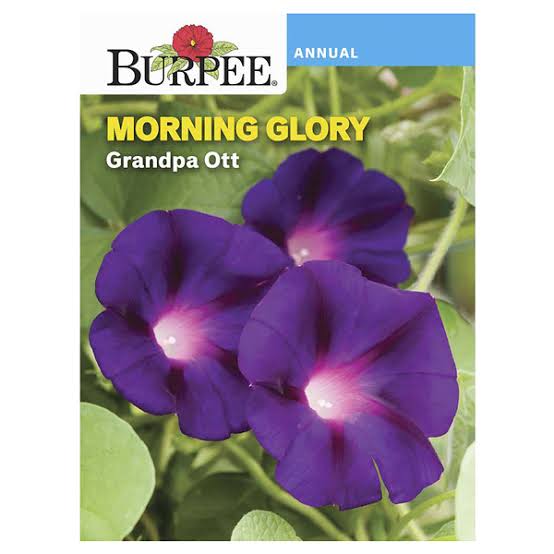 Burpee Morning Glory 'Grandpa Ott - LGC