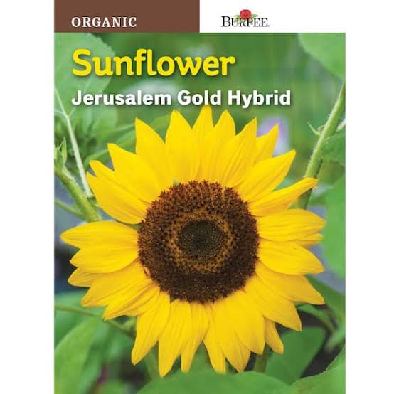 Burpee Organics Sunflower 'Jerusalem Gold Hybrid' - LGC