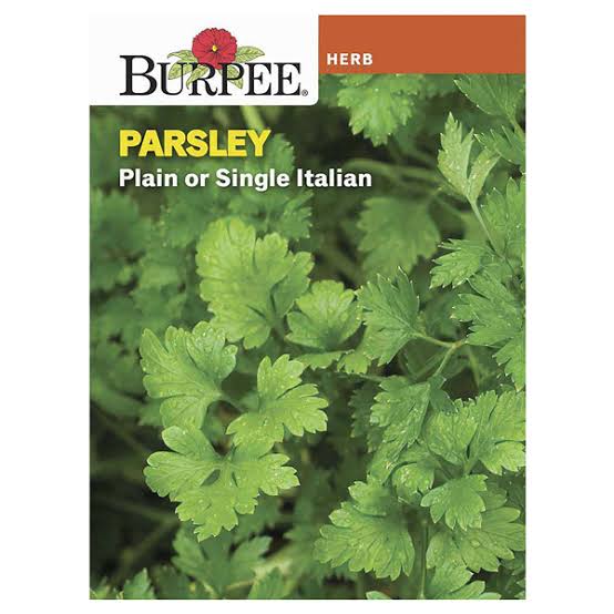 Burpee Parsley 'Plain or Single Italian' - LGC
