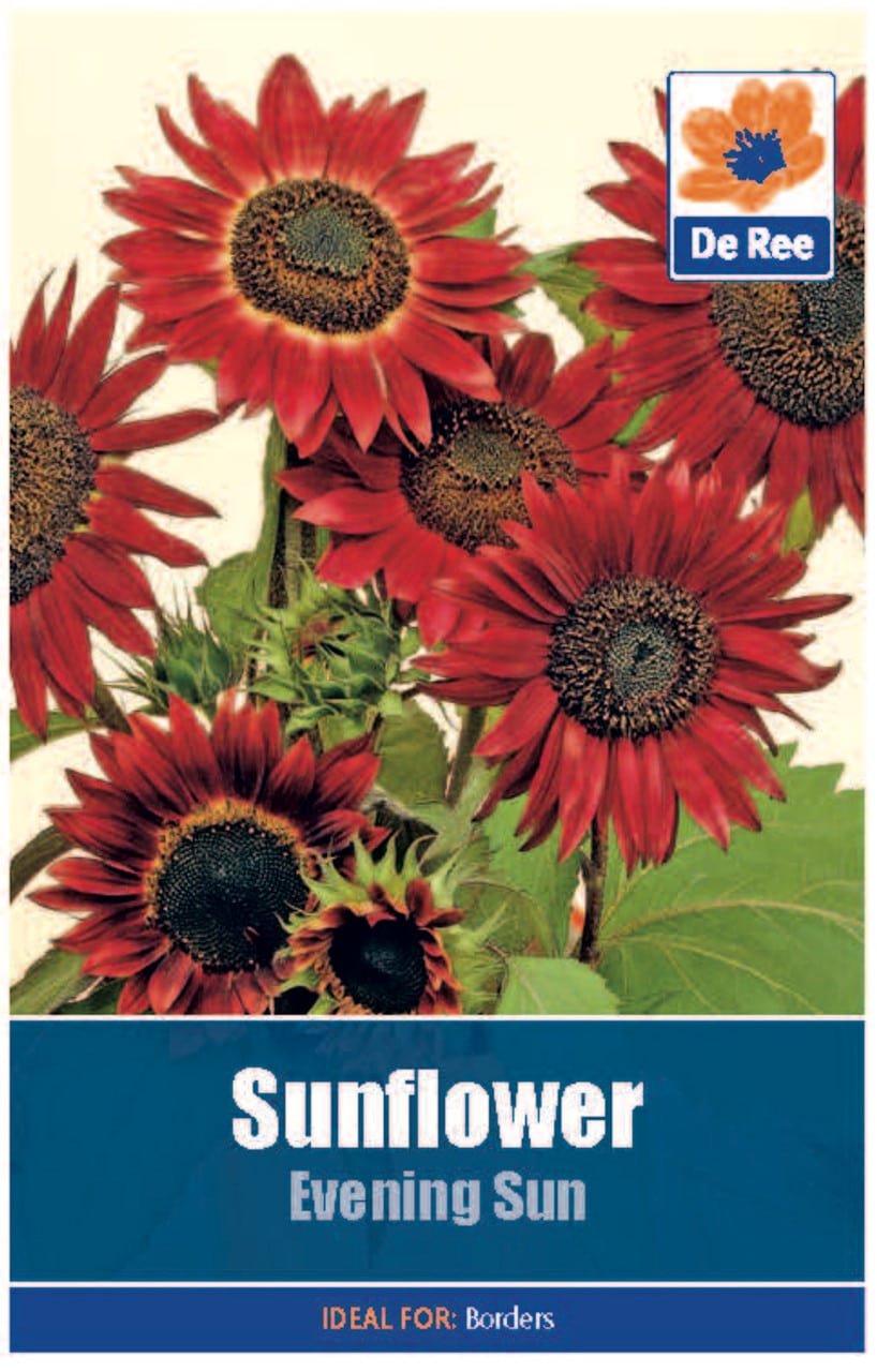 De Ree Sunflower Evening sun - LGC