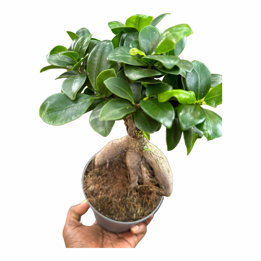 Ficus Ginseng Bonsai Plant - LGC