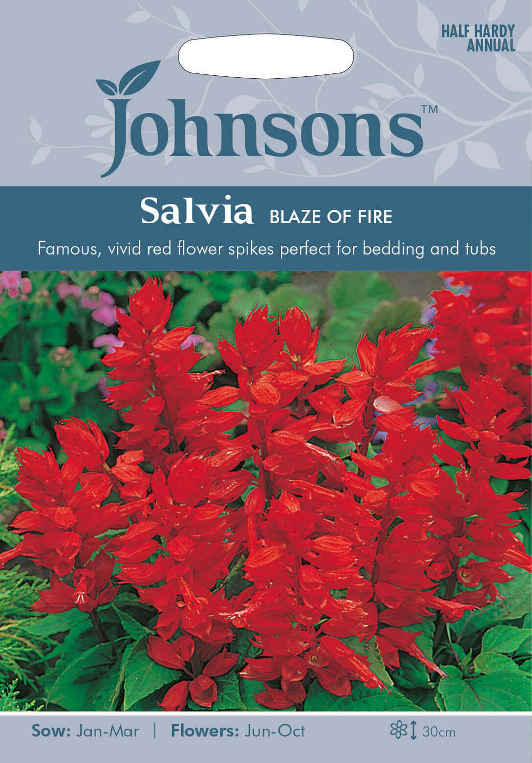 Johnsons SALVIA Blaze of Fire Seeds - LGC