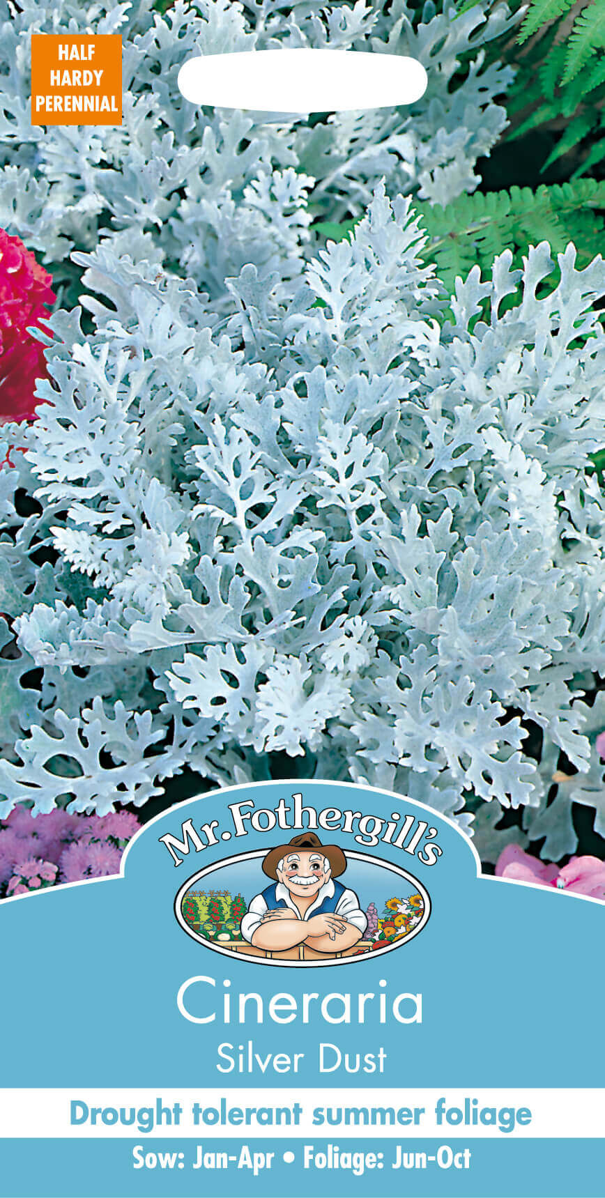 Mr Fothergill's CINERARIA Silver Dust Seeds - LGC