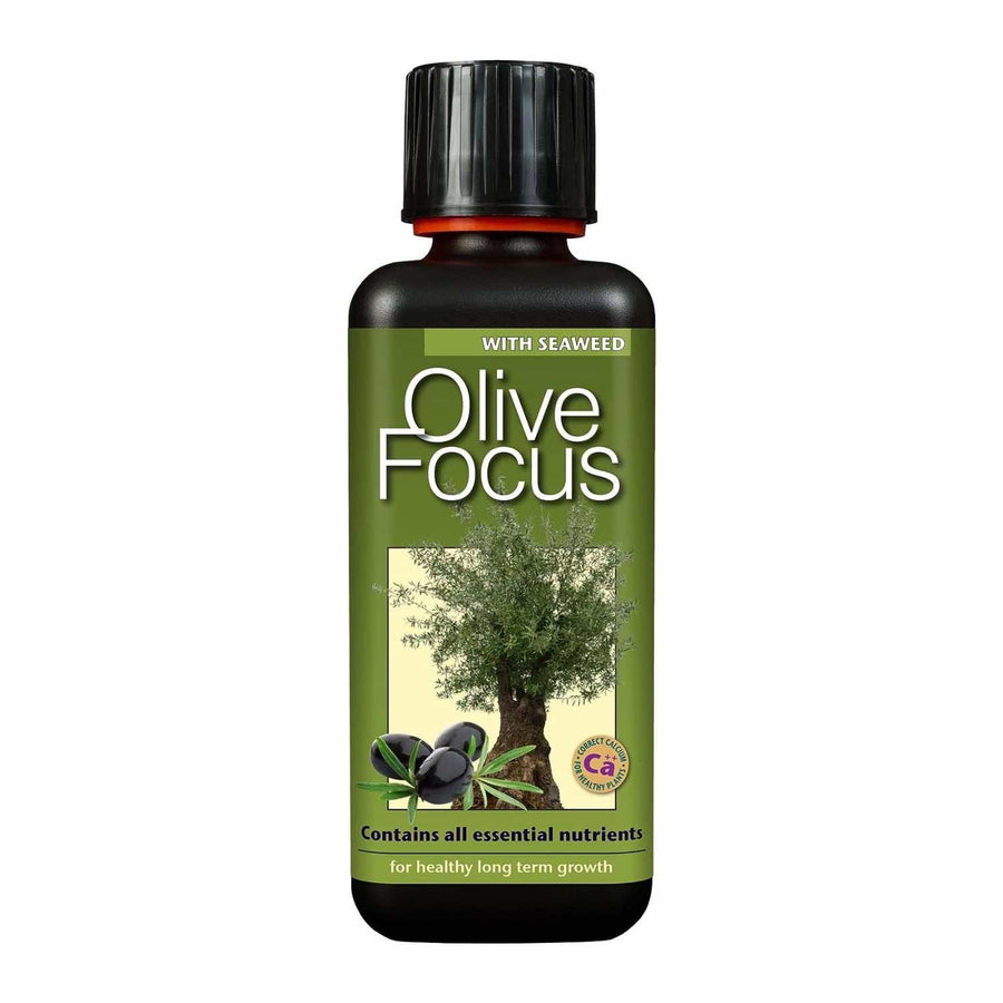 Olive Focus 300ml - LGC