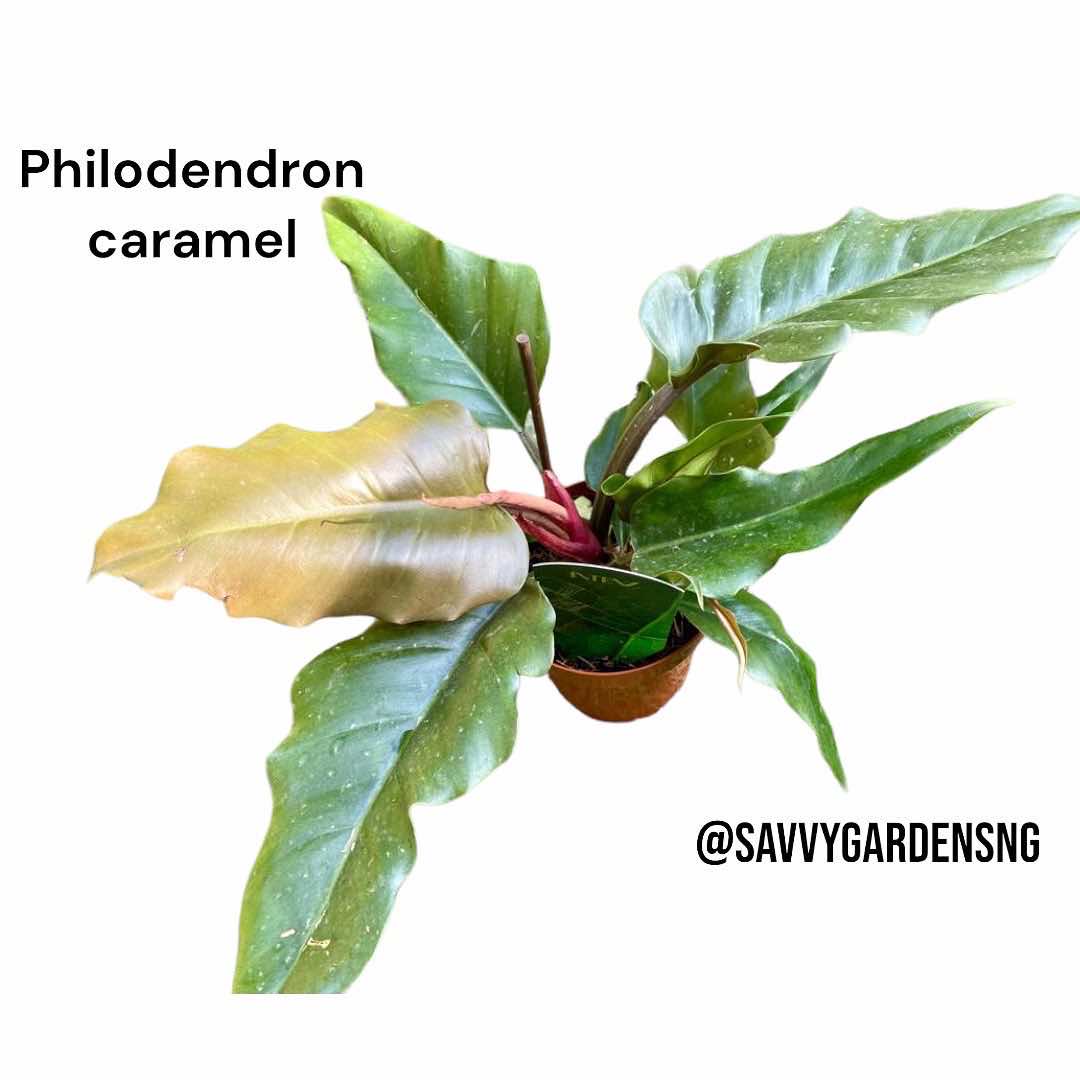 Philodendron Caramel - LGC