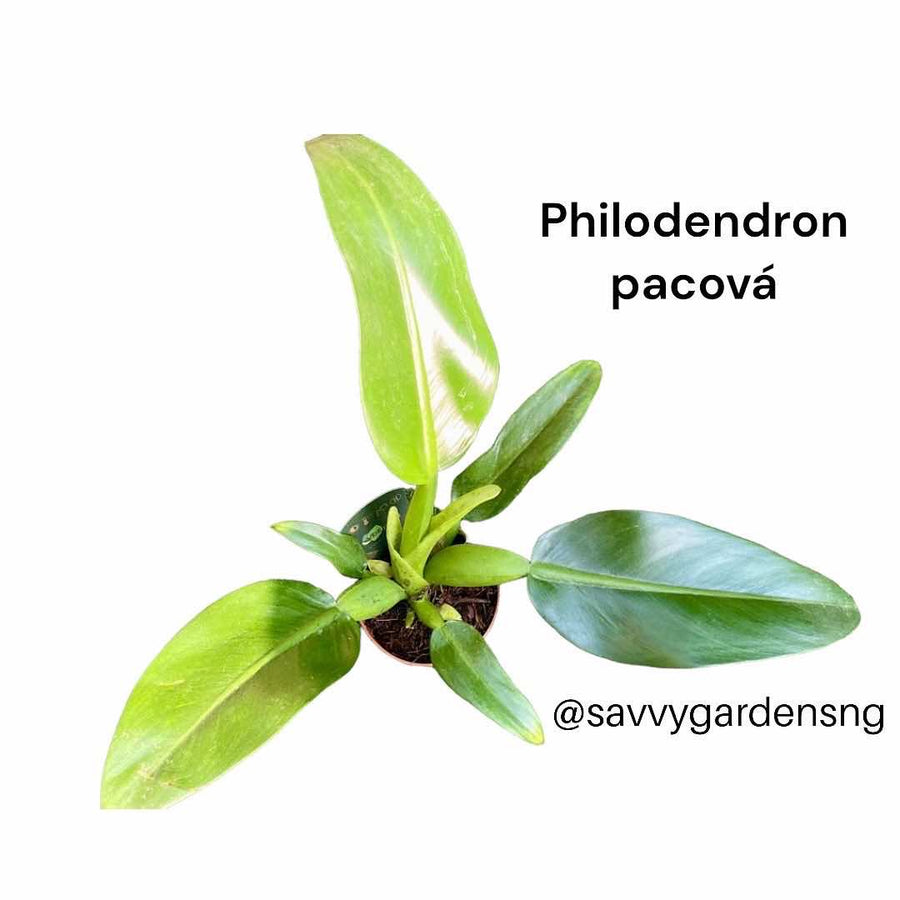 Philodendron Pacova - LGC