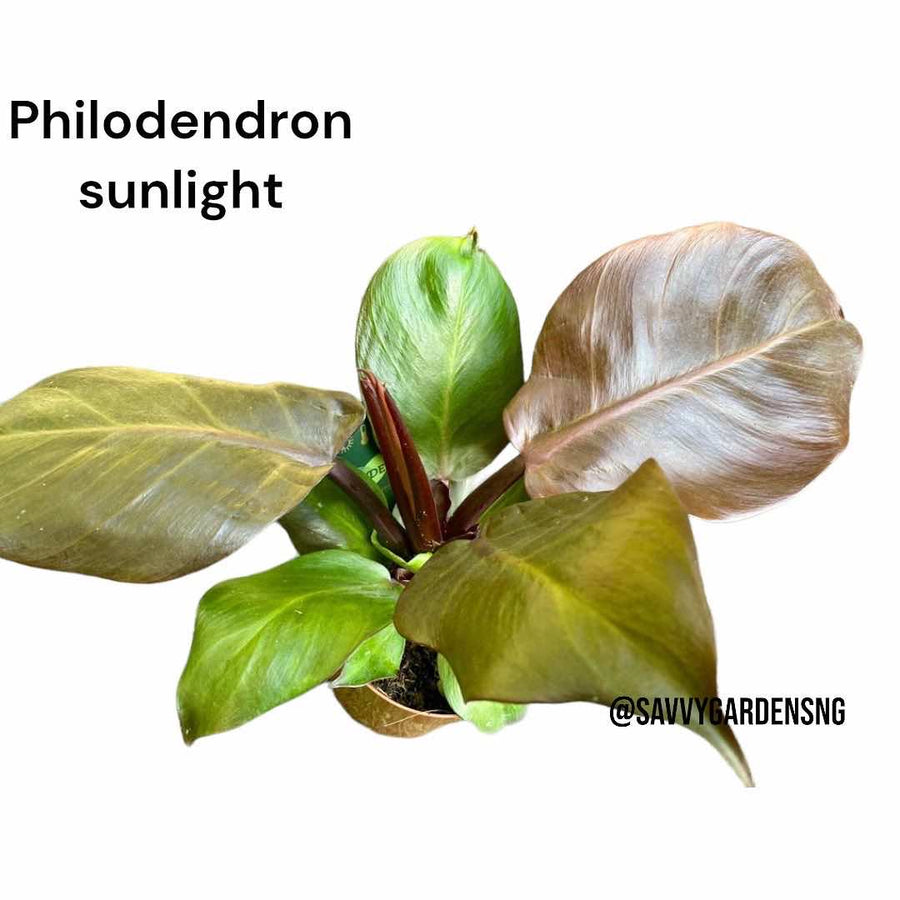 Philodendron Sun red - LGC