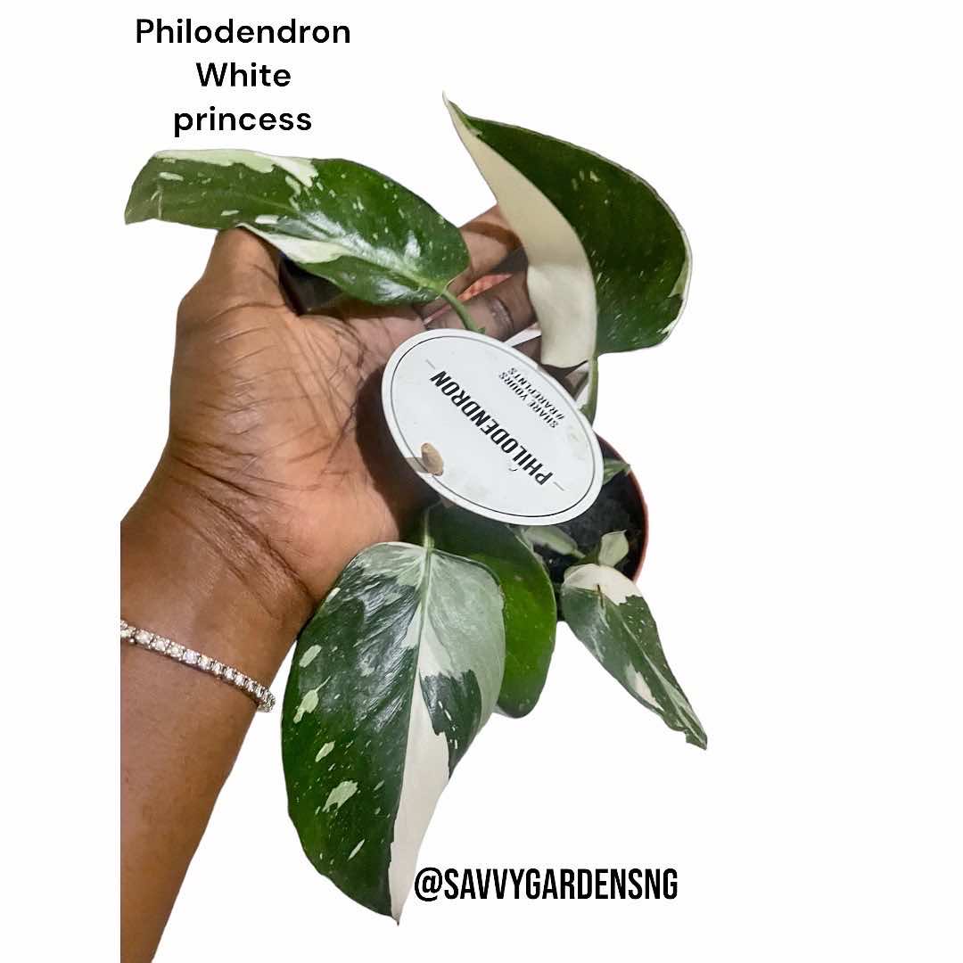 Philodendron White Princess - LGC