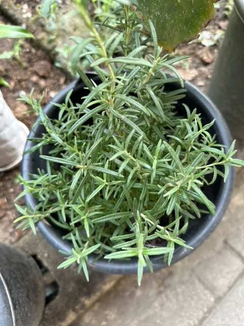 Rosemary Potted Herb 20cm - LGC