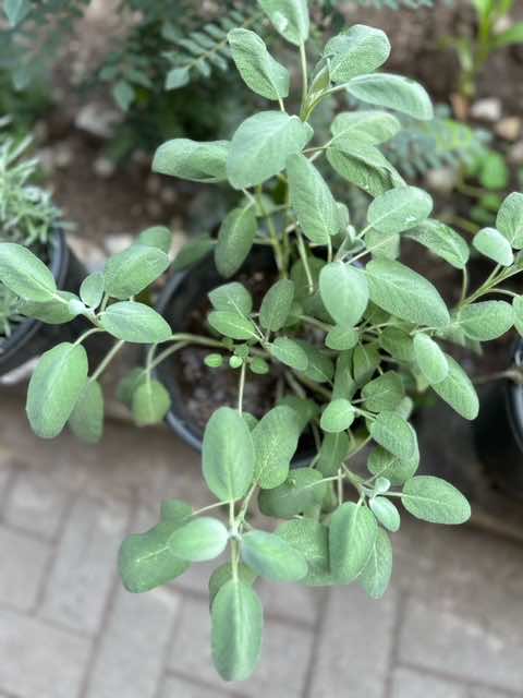 Sage Potted Herb 20cm - LGC
