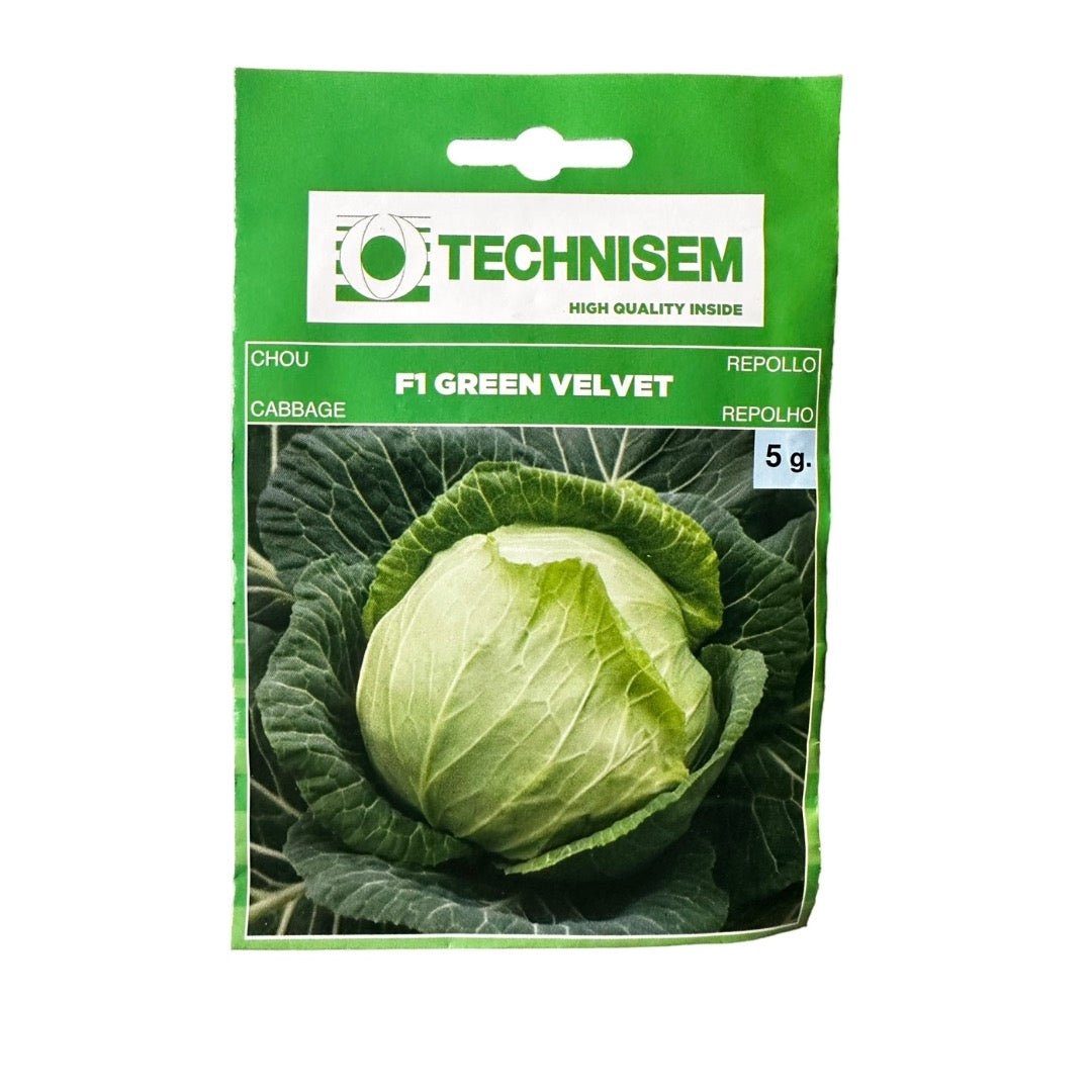 Technisem Cabbage F1 Green Velvet Seeds - LGC