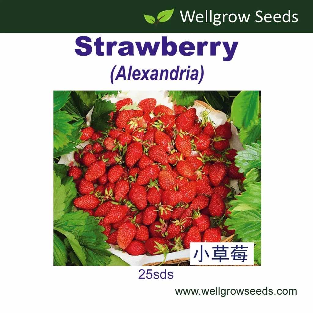 Wellgrow Strawberry (Mignonette) Seeds - LGC
