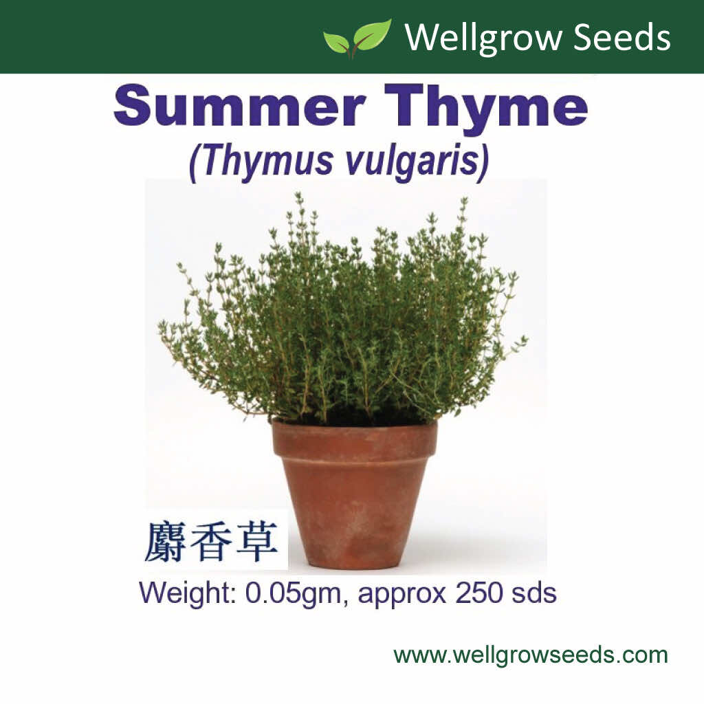 Wellgrow Summer Thyme Seeds - LGC