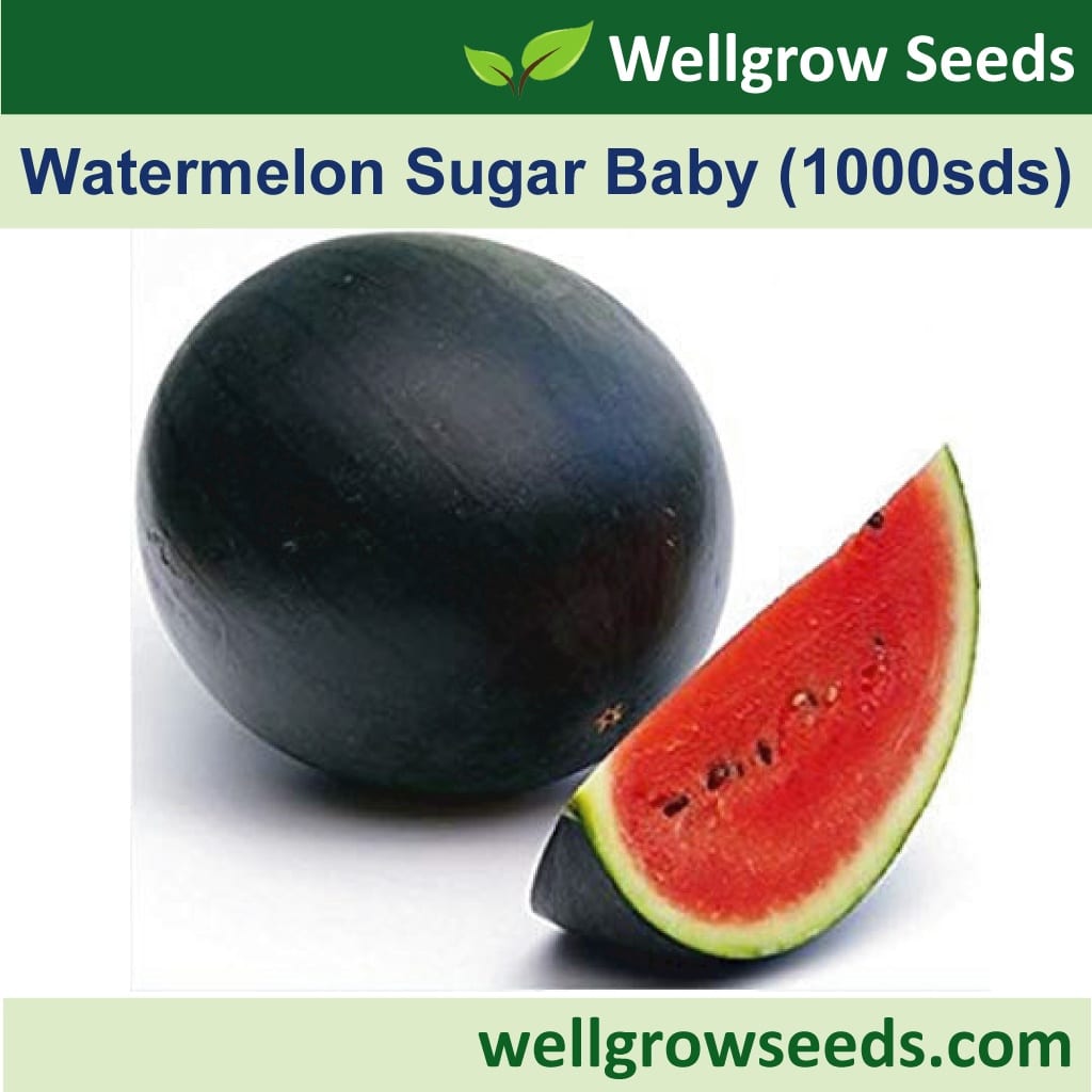 Wellgrow Watermelon Sugar Baby - LGC